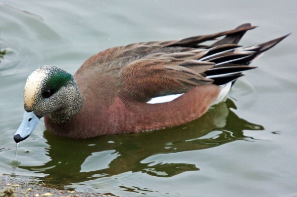 American Wigeon