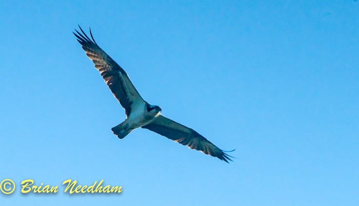 Osprey