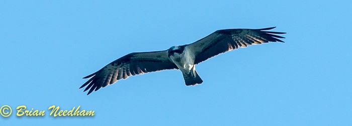 Osprey