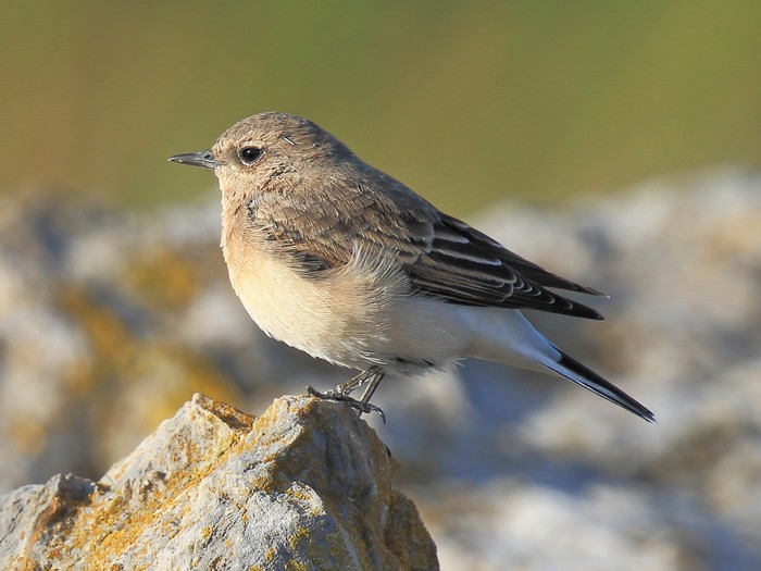 Eastern Black-eared Wheatear
