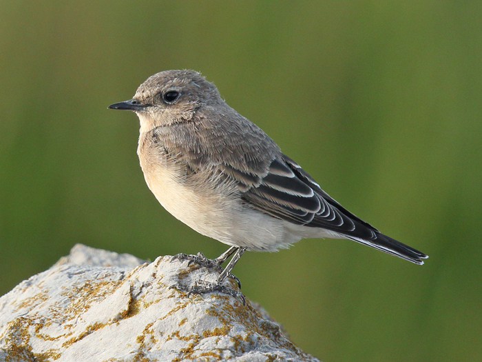 Eastern Black-eared Wheatear
