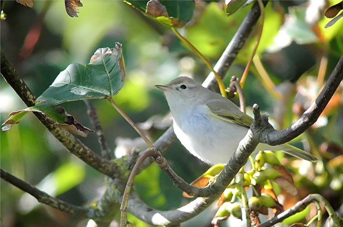 Western Bonelli's Warbler