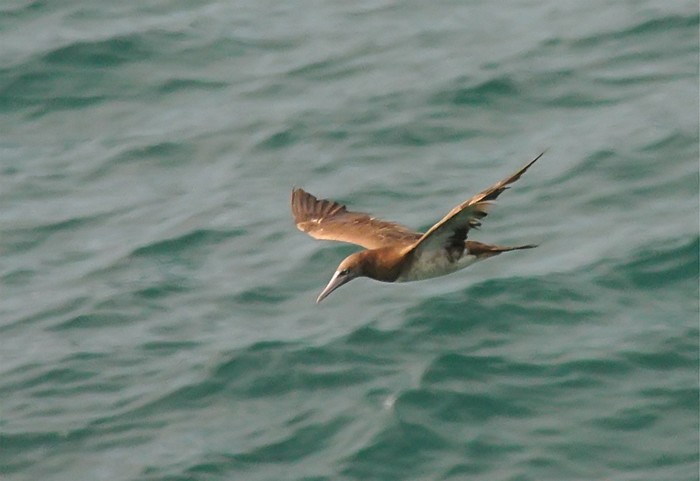 Brown Booby