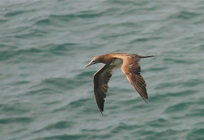 Brown Booby