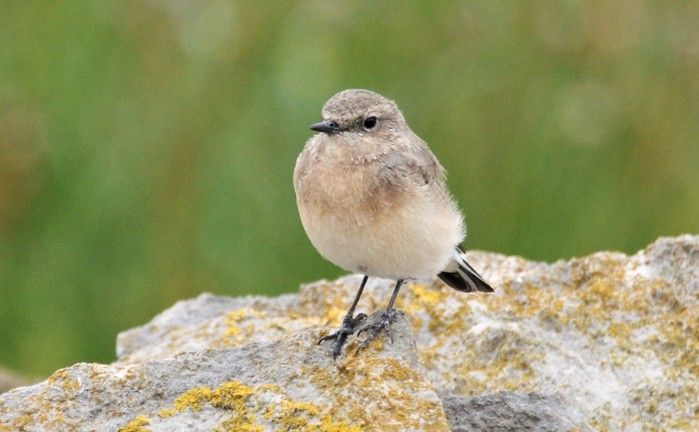 Eastern Black-eared Wheatear