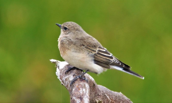 Eastern Black-eared Wheatear