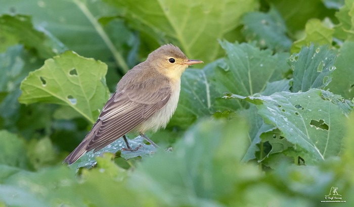 Icterine Warbler