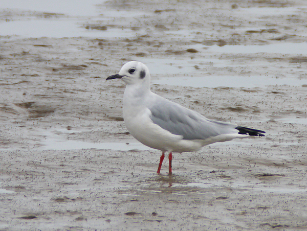 Bonaparte's Gull