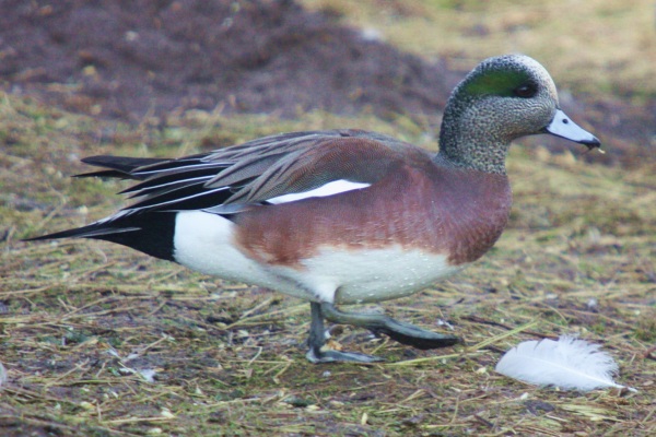 American Wigeon