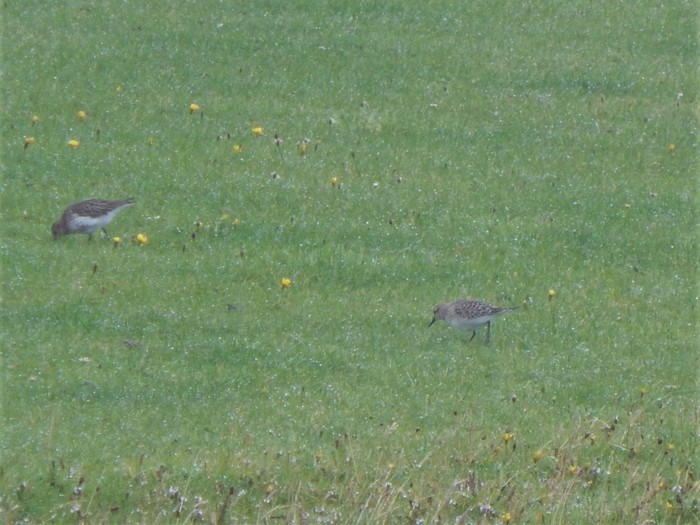 Baird's Sandpiper