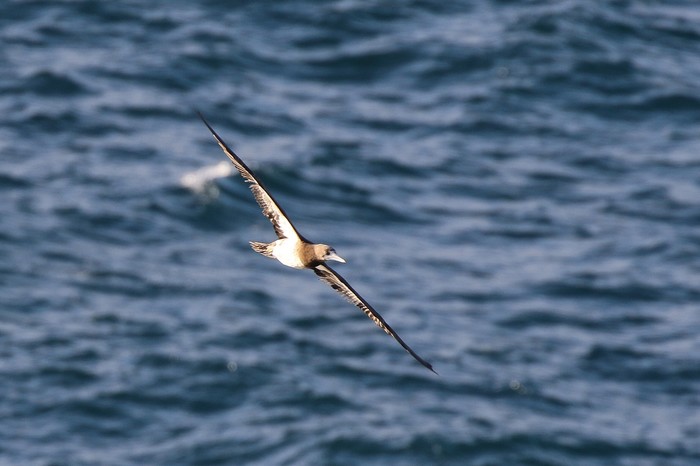 Brown Booby