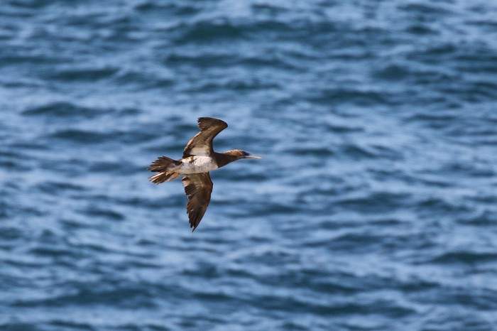 Brown Booby