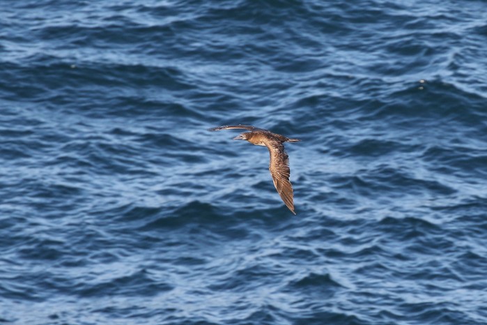 Brown Booby
