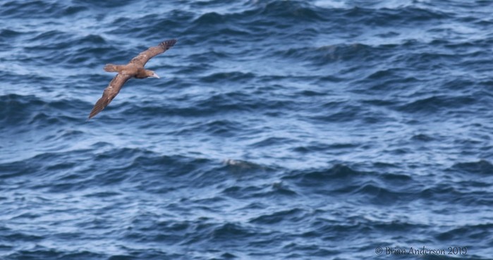 Brown Booby