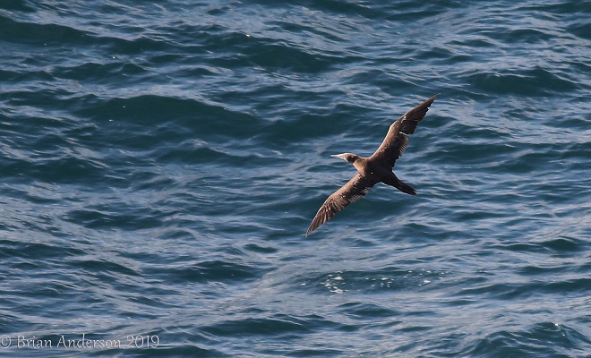 Brown Booby