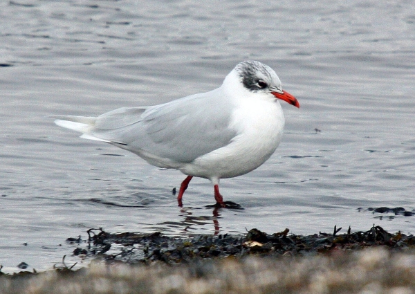 Mediterranean Gull