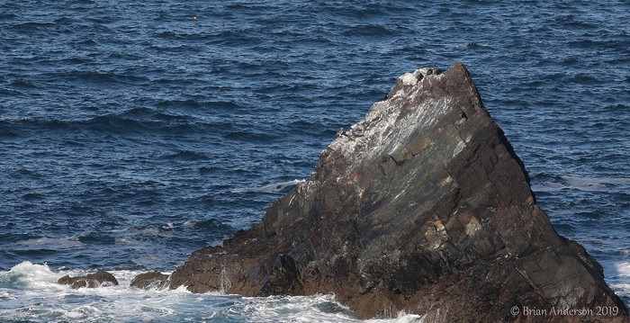 Brown Booby