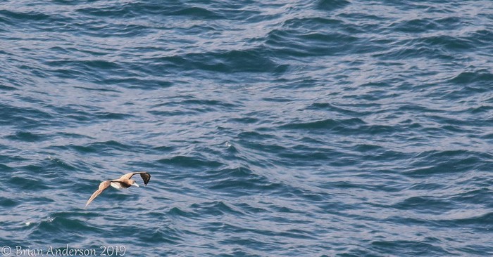 Brown Booby