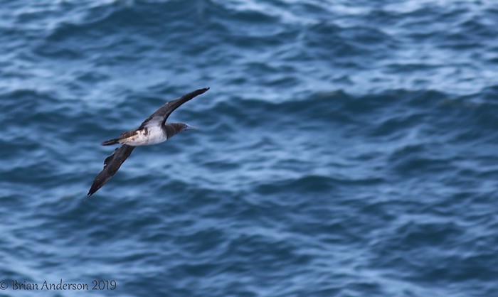Brown Booby