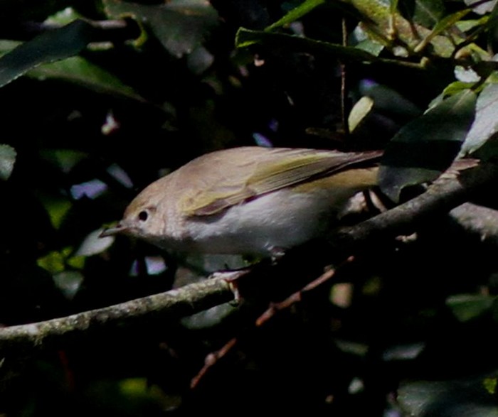 Western Bonelli's Warbler