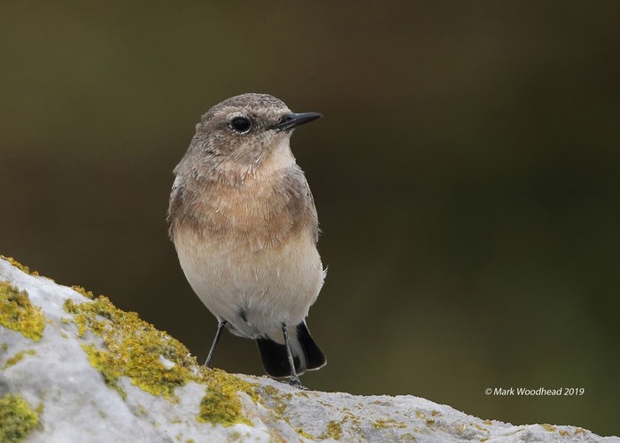 Eastern Black-eared Wheatear