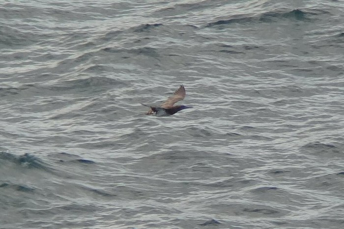 Brown Booby