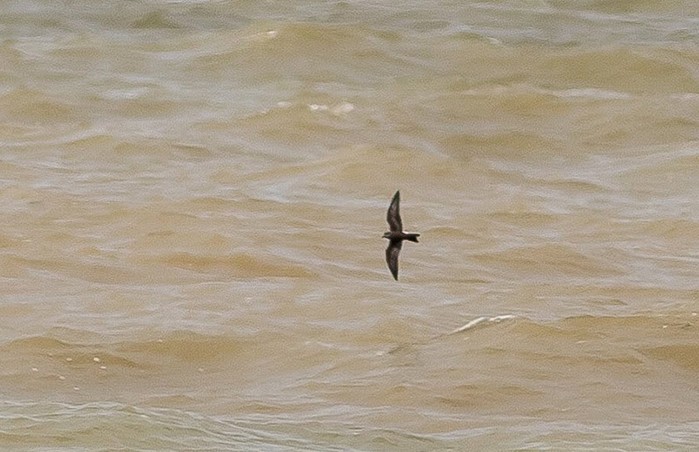 Leach's Petrel