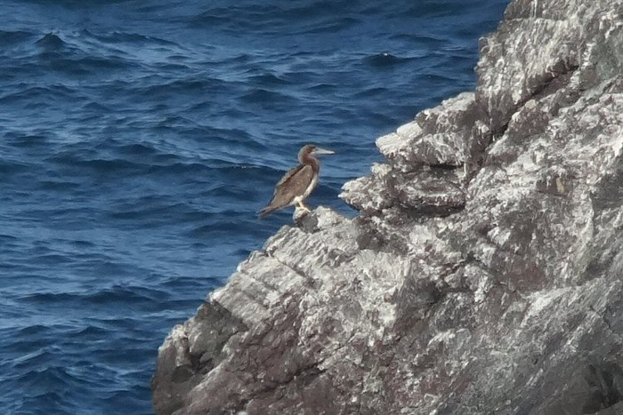 Brown Booby