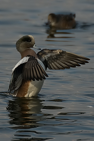 American Wigeon