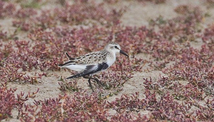 Semipalmated Sandpiper