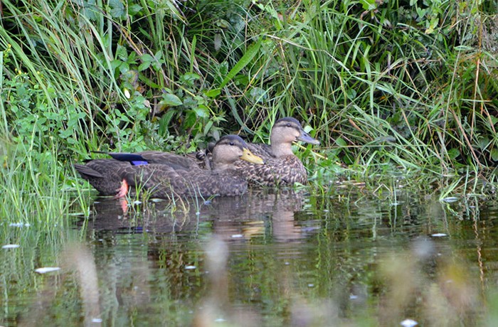 Black Duck