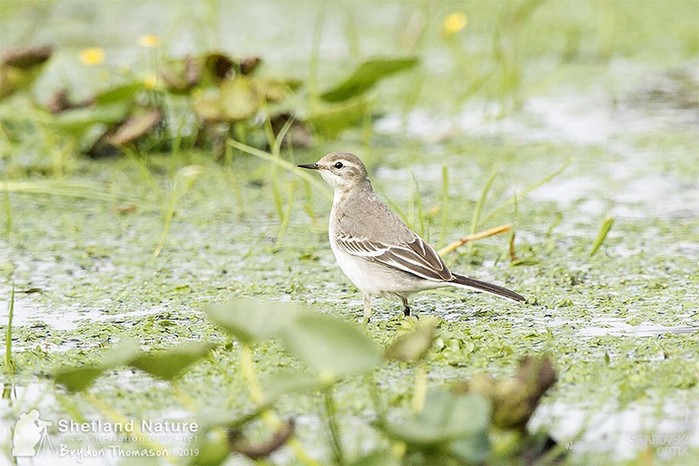 Citrine Wagtail