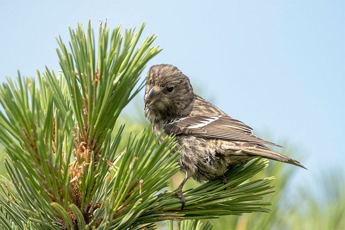 Two-barred Crossbill