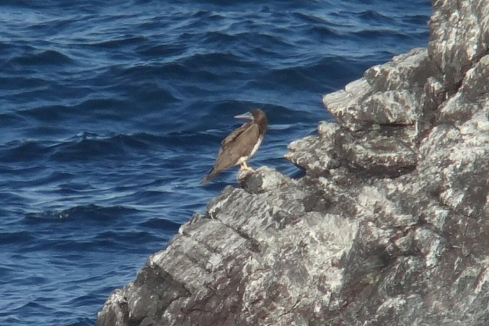 Brown Booby