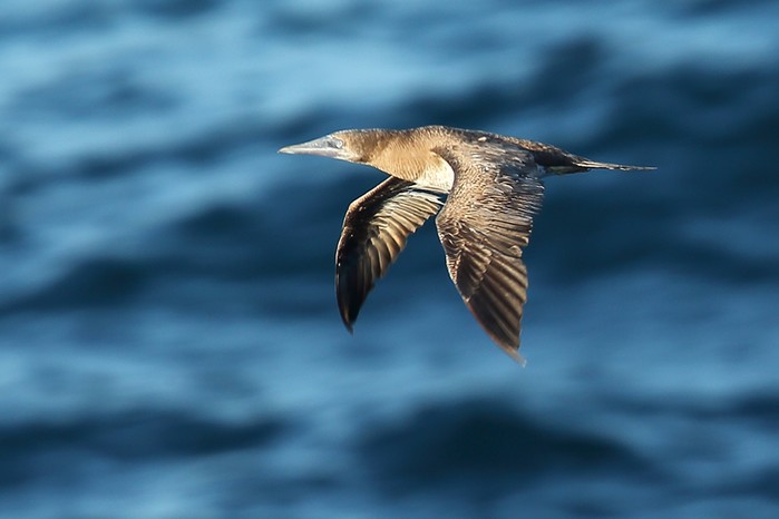 Brown Booby