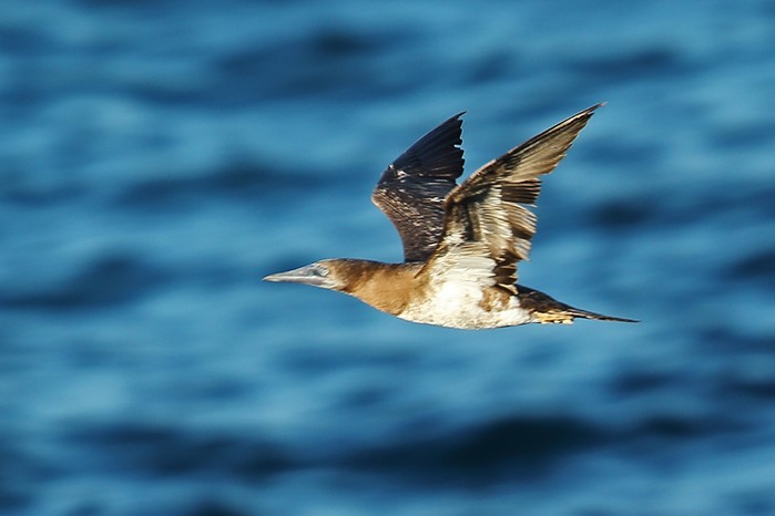 Brown Booby