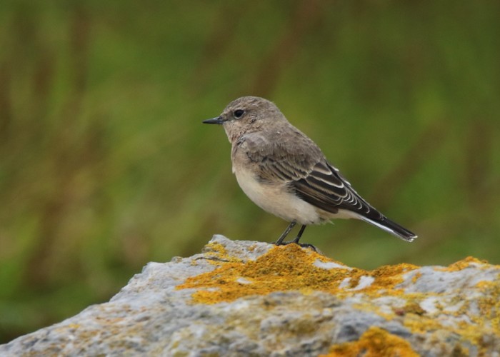 Eastern Black-eared Wheatear