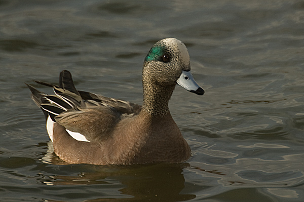 American Wigeon