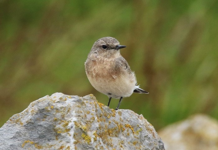 Eastern Black-eared Wheatear