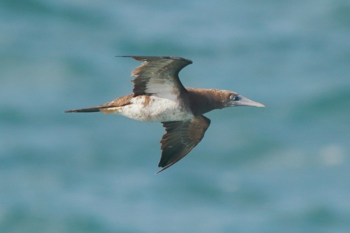 Brown Booby