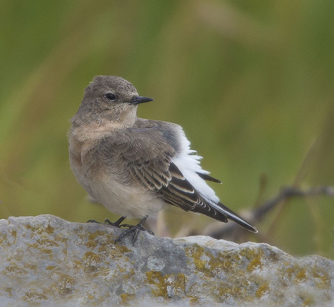 Eastern Black-eared Wheatear