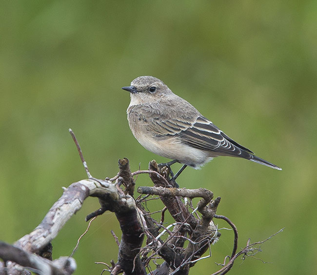 Eastern Black-eared Wheatear