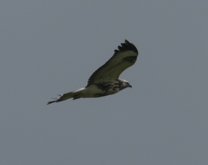 Buzzard