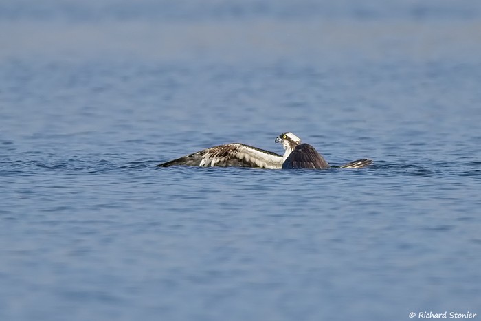 Osprey