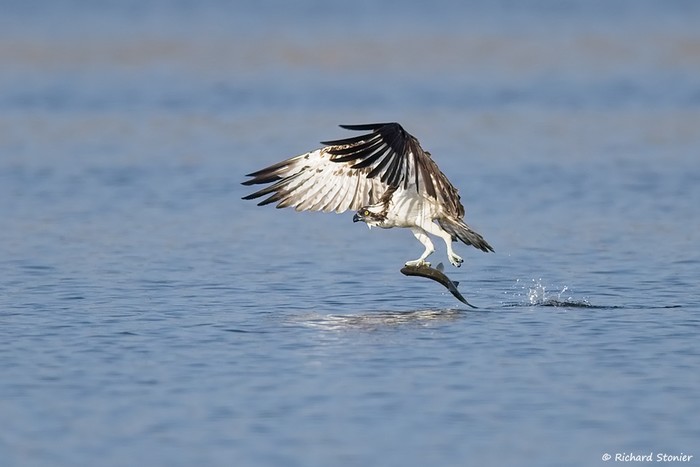 Osprey