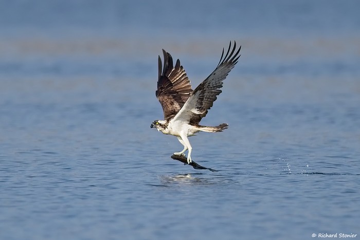 Osprey