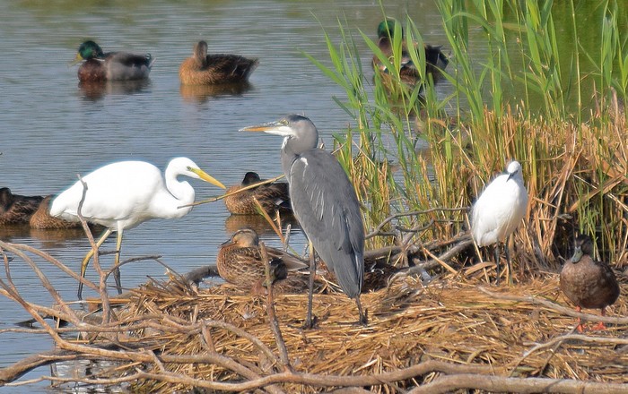 Great White Egret