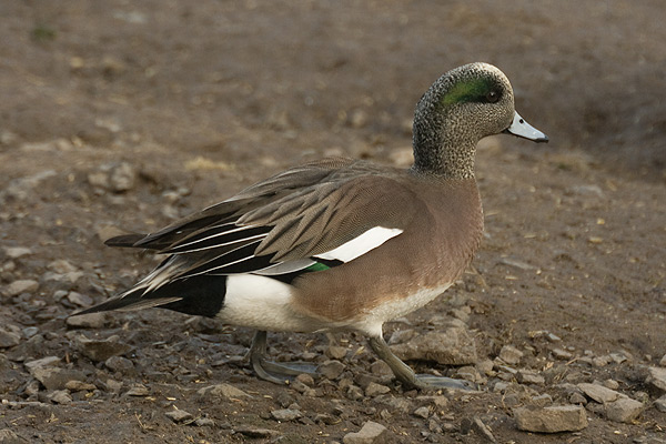 American Wigeon