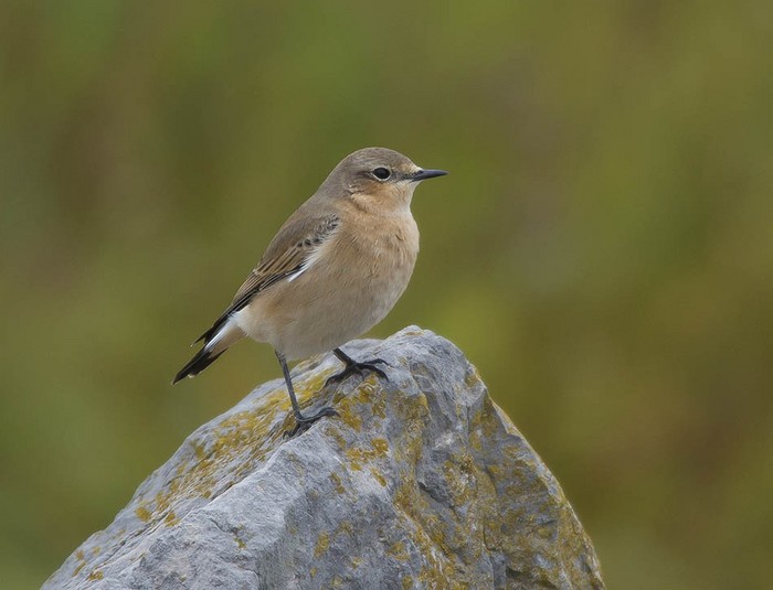 Wheatear