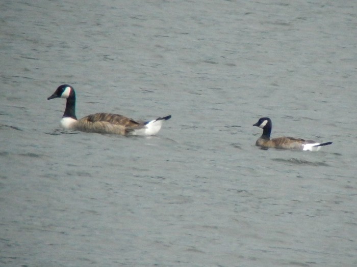 Ridgway's Cackling Goose